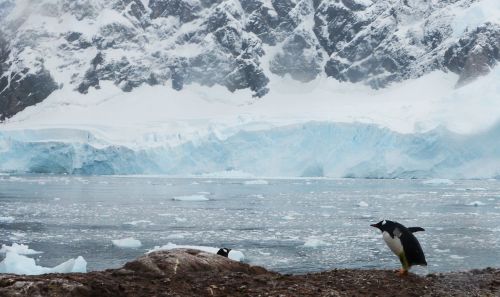 Antarctica, Pingvinas, Ledkalniai