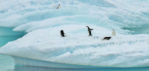 Antarctica, Pamišęs Pingvinas, Jūra, Vandenynas, Vanduo, Žiema, Sniegas, Ledas, Plūduriuojantys Gabalėliai, Ledo Kepurės, Lauke, Kraštovaizdis, Vaizdingas, Šaltas, Šaltas