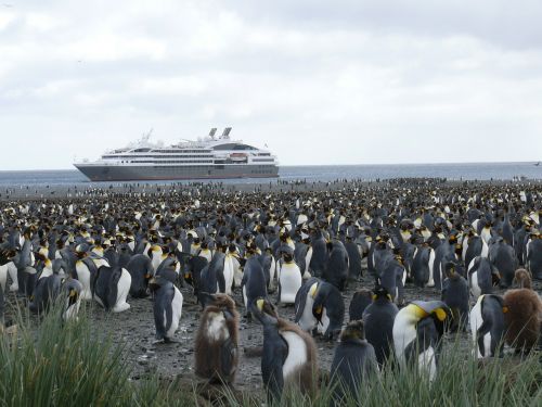 Antarctica, Pietų Vandenynas, Karališkasis Pingvinas, Kruizas, Pingvinas