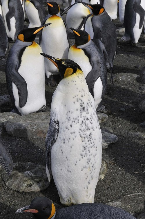 Antarktida,  Pingvinai,  Pietų Vandenynas,  Gyvūnijos Pasaulyje,  Paukštis,  Laukinių,  Imperatoriškųjų Pingvinų