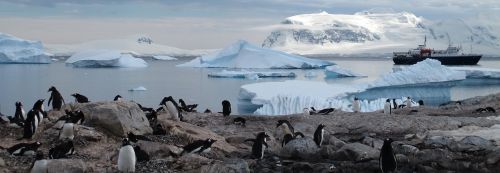 Antarctica, Pingvinas, Gyvūnai, Turizmas, Dykuma, Sniegas, Paukštis, Šaltas, Gamta, Lauke, Sušaldyta, Natūralus