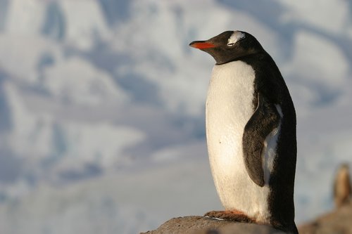 Antarktida,  Pingvinas,  Gyvūnas,  Sniegas