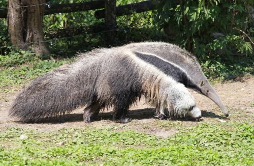 Anteater, Fauna, Pilosa, Žinduolis, Gamta