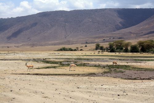 Antilopė, Impala, Safari, Tanzanija, Ngoro Ngoro, Krateris, Afrika, Gyvūnas, Laukiniai, Gamta, Karater Ngorongoro