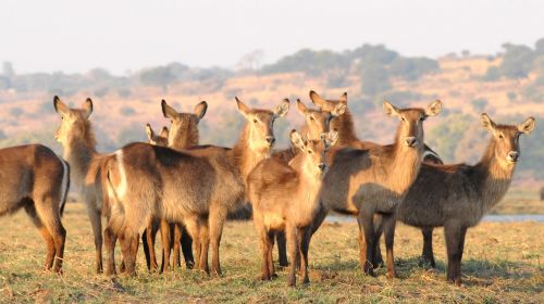 Antilopė, Waterbuck, Chobe, Afrika, Flock, Grupė