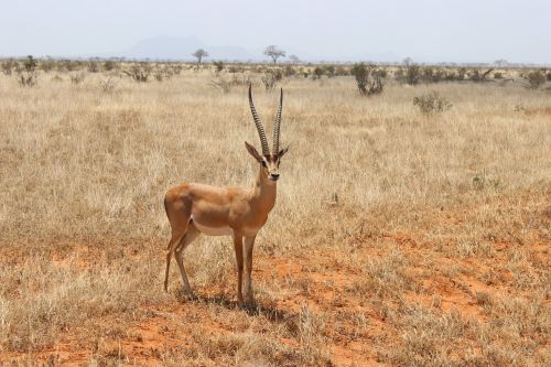 Antilopė, Kenya, Dykuma, Gyvūnas, Gyvūnų Pasaulis