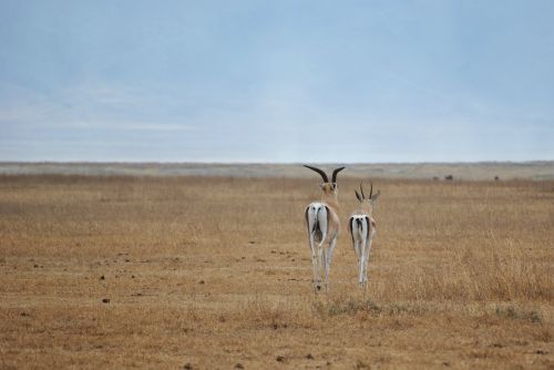Antilopė, Ngorongoro, Krateris, Serengeti, Safari, Nacionalinis Parkas, Afrika