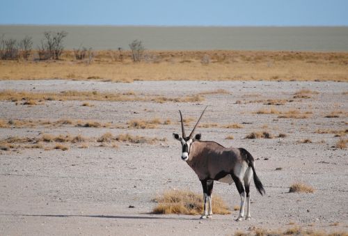 Antilopė, Afrika, Namibija, Etosha, Nacionalinis Parkas, Safari, Oryx, Orykso Antilopė