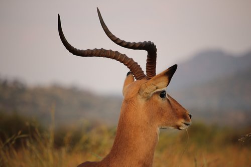 Antilopė,  Gyvūnas,  Laukinių,  Afrikoje,  Gyvūnijos,  Gamta