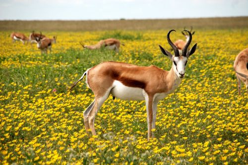 Antilopė, Gamta, Gėlės, Pieva, Afrika, Ragai, Etosha Nacionalinis Parkas, Namibija, Etosha