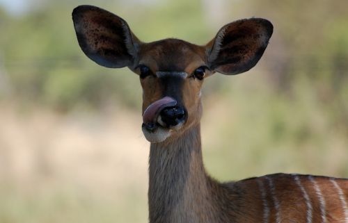 Antilopė, Pietų Afrika, Dykuma