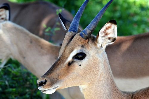 Antilopė, Nepilnametis, Pietų Afrika, Kruger Parkas, Fauna, Gyvūnas