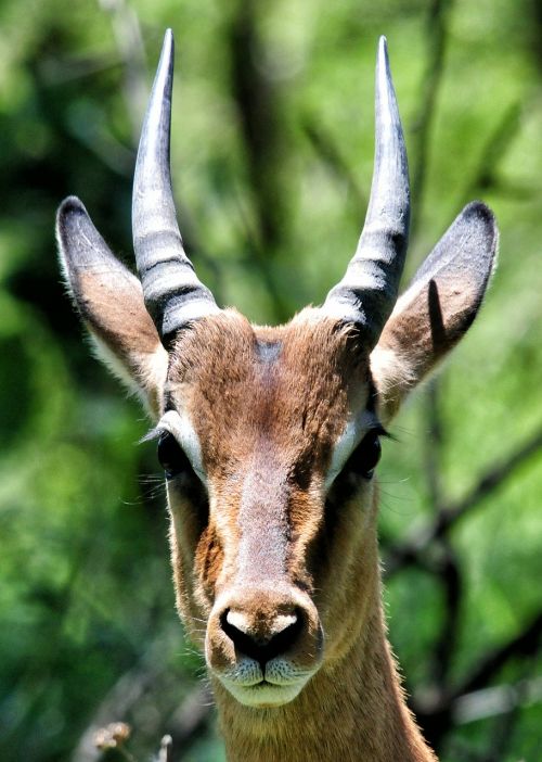 Antilopė, Pietų Afrika, Kruger Parkas, Fauna, Gyvūnas