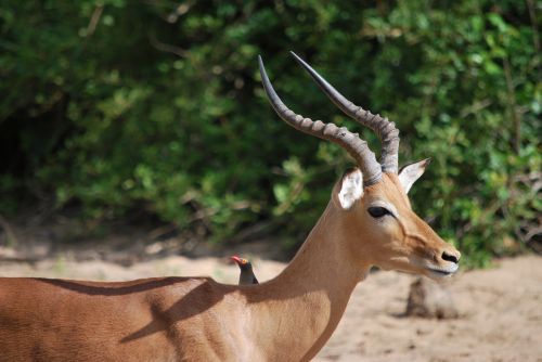 Antilopė, Savana, Pietų Afrika, Kruger Parkas, Safari