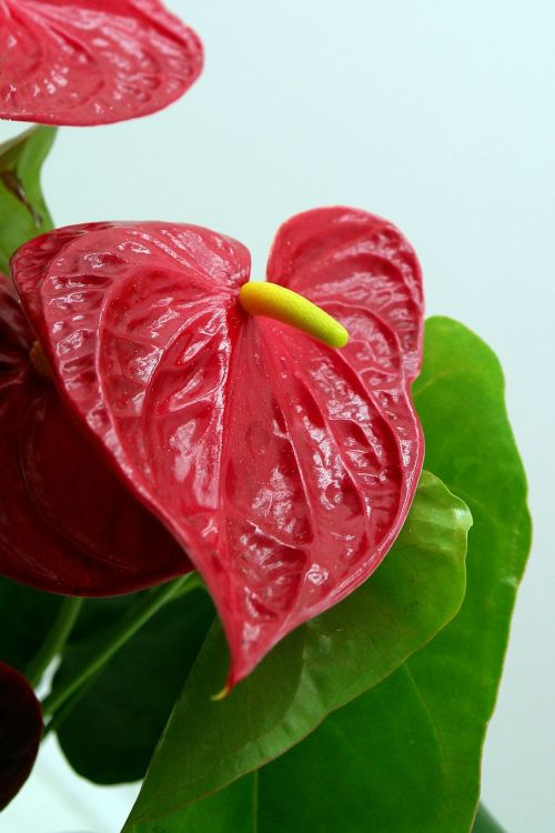 Anthurium Andreaum, Flamingo Gėlė, Antuuris