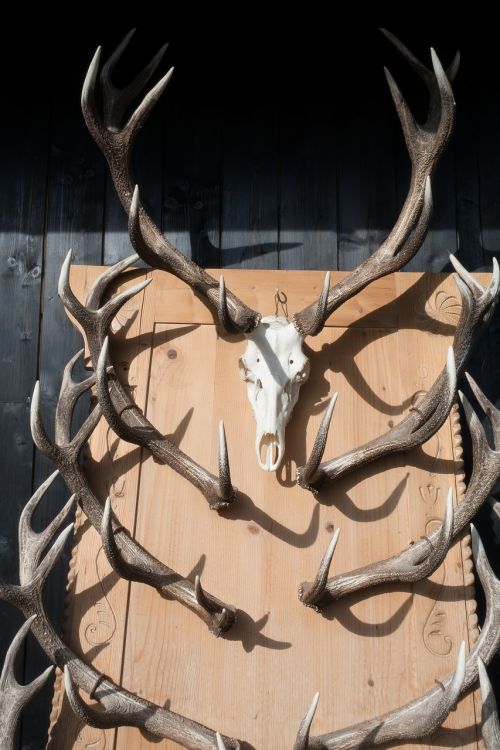 Antler, Hirsch, Trofėjus, Rinkimas, Laukiniai, Gamta, Gyvūnas, Skulptūra