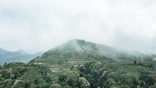 Anxi Tieguanyin Arbata, Kalnų Arbata, Ekologinės Arbatos Sodas