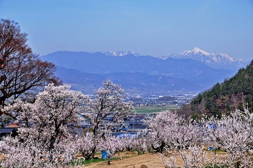 Anzu Ne Sato,  Gėlės,  Šiaurinės Alpės,  Kraštovaizdis,  Kalnų,  Nagano Prefektūra