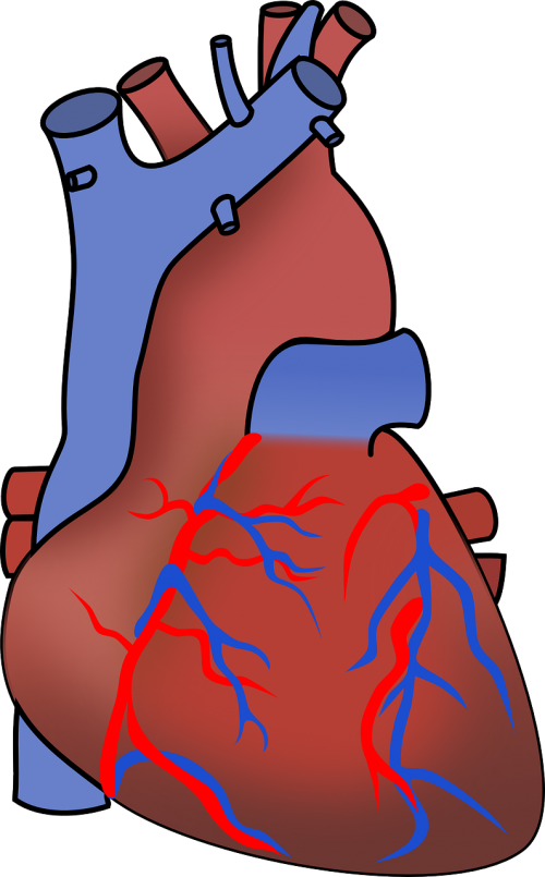 Aortos, Arterija, Kraujas, Širdies, Kardiologija, Širdis, Žmogus, Organas, Siurblys, Simbolis, Venų, Skilvelis, Nemokama Vektorinė Grafika