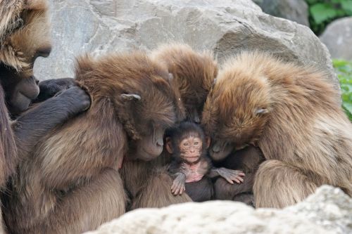 Ape, Dschelada, Primatai, Jaunas Gyvūnas, Beždžionių Šeima