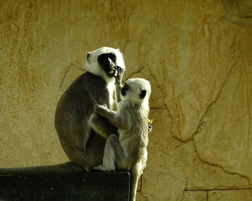 Ape, Vaikas, Motina Ir Vaiku, Mielas, Zoologijos Sodas
