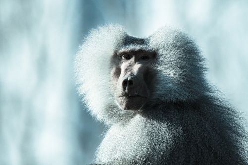 Ape, Beždžionė, Babuinas, Zoologijos Sodas
