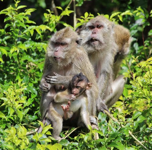 Ape, Beždžionė, Mauricijus