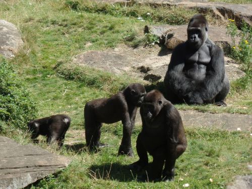 Ape, Gorila, Gorilų Šeima, Beždžionė, Gyvūnų Pasaulis, Primatas