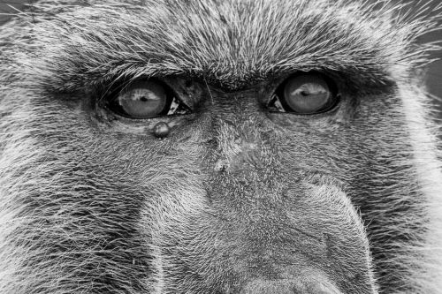 Ape, Babuinai, Senojo Pasaulio Beždžionė, Primatai, Svarbu, Safari, Gyvūnai