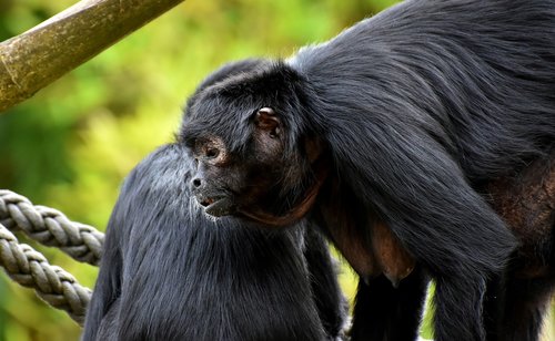 Ape,  Juokinga,  Mielas,  Gyvūnijos Pasaulyje,  Tierpark Hellabrunn