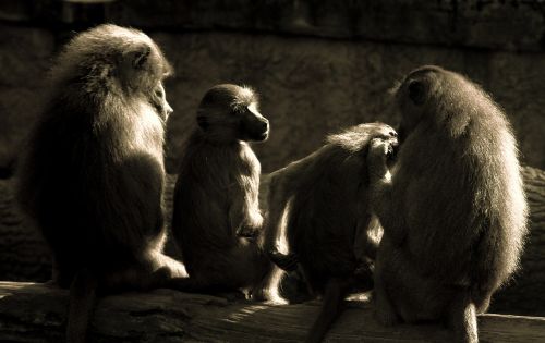 Ape, Babuinai, Atsipalaidavimas, Zoologijos Sodas, Beždžionių Šeima, Primatai