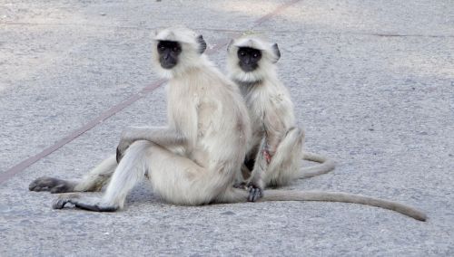 Ape,  Gyvūnai,  Indija