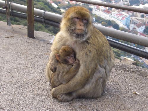Ape, Gibraltaras, Gyvūnai, Primatas, Europa, Žinduolis