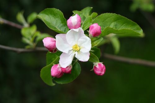 Apfelblüte, Medis, Žydėti, Sodas, Gamta, Pavasaris, Uždaryti