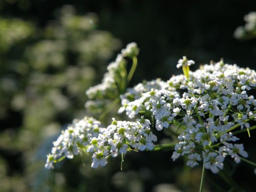 Apiaceae, Gėlė, Balta