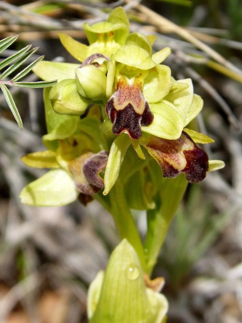 Bityna, Orchidėja, Anksčiau, Montsant, Catalunya, Ophrys Fusca