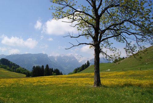 Appenzell, Appenzellerland, Kalnų Pieva, Kalnai, Pieva, Pavasaris, Šveicarija