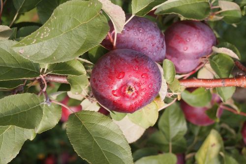 Obuolys, Vaisių Sodas, Vermontas, Raudona, Medis