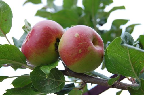 Obuolys, Vaisiai, Obuolių Medis, Sodininkystė