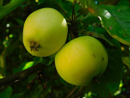 Obuolys, Obuoliai Ant Medžio, Vaisiai, Vitaminai, Vaisiai, Sveikas, Žalias, Obuolių Medis, Sodas