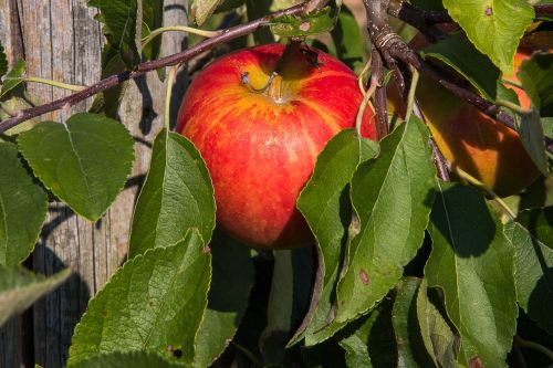 Obuolys, Obuolių Medis, Vaisiai, Maistas, Prinokę, Vegetariškas