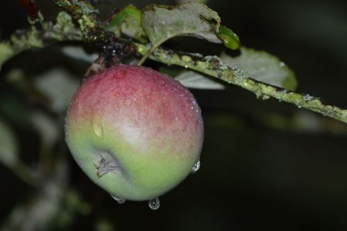 Obuolys, Vaisiai, Obuolių Medis, Lietuje