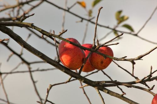 Obuolys, Ruduo, Obuolių Medis