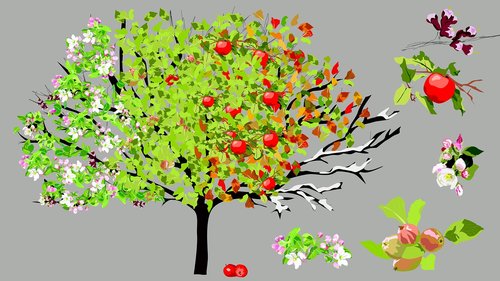 Apple,  Obuolių Medis,  Metų Laikai,  Pavasaris,  Vasara,  Ruduo,  Žiemos,  Medis,  Žydi,  Vaisiai,  Obuolių Šeimos Vaisiai,  Sveiki,  Derlius,  Vaisių,  Nemokama Iliustracijos