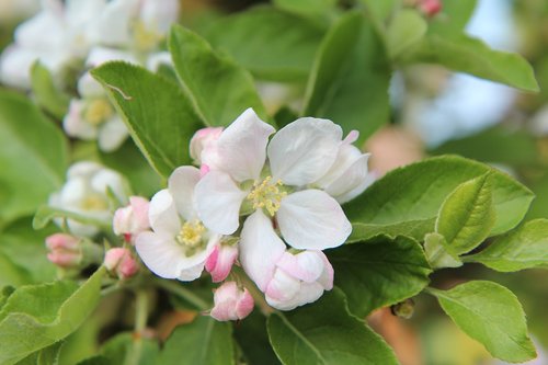 Apple,  Apple Blossom