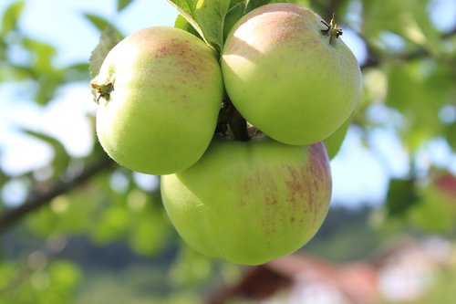 Apple,  Obuolių Medis,  Vaisių,  Maisto,  Bio,  Kernobst Gewaechs,  Vaisių Medžiai