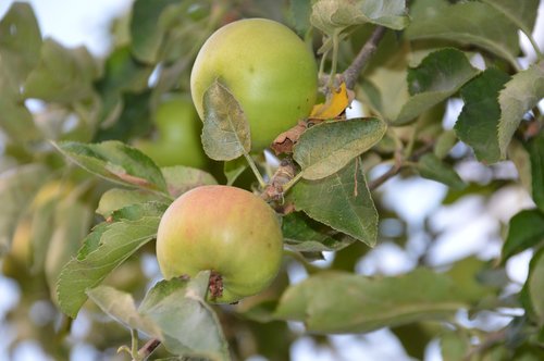 Apple,  Vaisių,  Obuoliai,  Vasara,  Medis,  Gamta