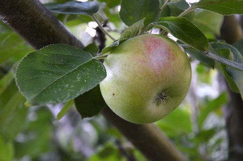 Apple,  Vaisių,  Gamta
