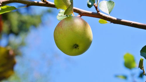 Apple,  Obuolių Medis,  Vaisių,  Filialas,  Vitaminai,  Saldus