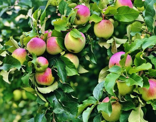 Apple,  Obuoliai,  Medis,  Vaisių,  Lapai